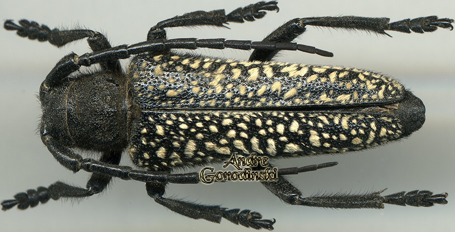 http://www.gorodinski.ru/cerambyx/Mallosia mirabilis.jpg